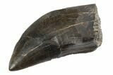 Serrated Tyrannosaur Tooth - Judith River Formation #192531-1